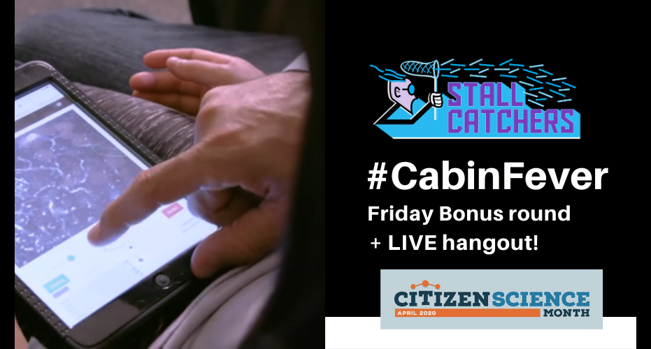 Stall Catchers DOUBLE POINTS & live hangout, today!